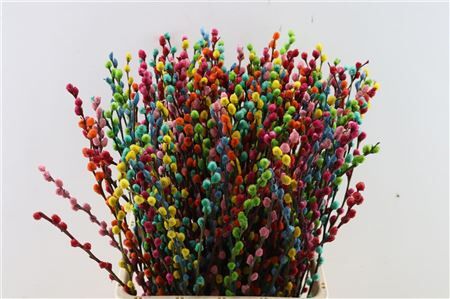 Salix Wilgenkatjes Rainbow 70cm P Stem