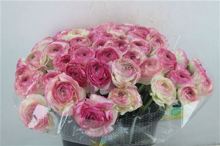 Ran Cloni Ex Felicidade