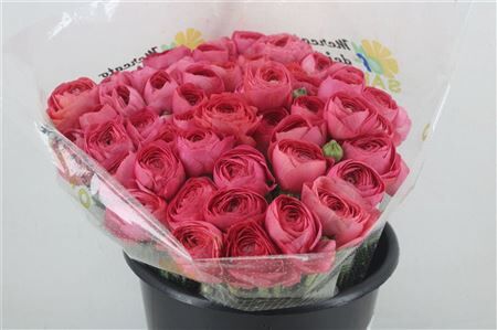 Ran Cloni Ex Fragolino