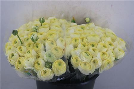 Ran Cloni 1 Commedia