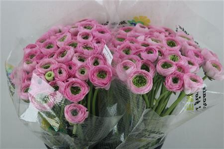 Ran Cloni 1 Confetto San Mauro