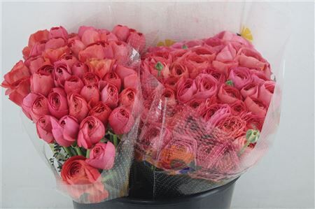 Ran Cloni 1 Fragolino