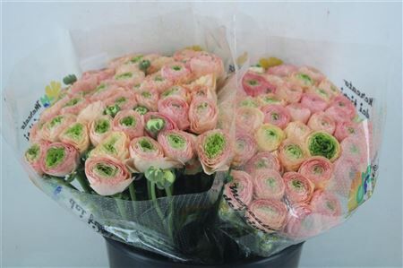 Ran Cloni 1 Gran Pastel