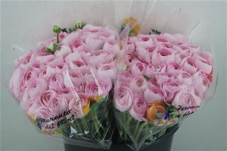 Ran Cloni 1 Hanoi Pink