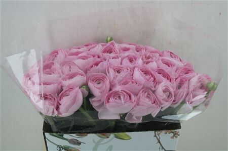 Ran Cloni 1 Hanoi Pink