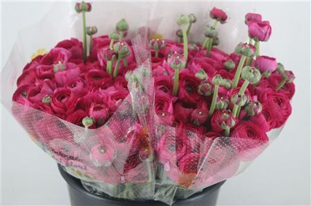 Ran Cloni 1 Spotlight