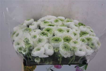 Ran Cloni 1 White Angel