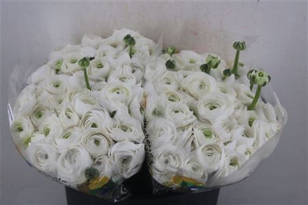 Ran Cloni 1 White Succes