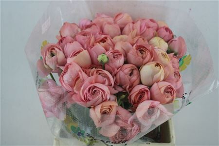 Ran Cloni Ex Champagne