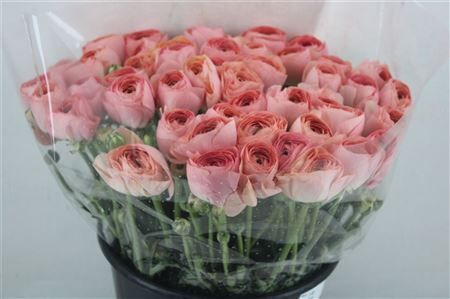 Ran Cloni Ex Champagne