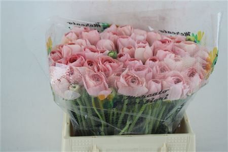 Ran Cloni Ex Champagne