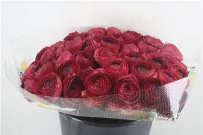 Ran Cloni Ex Cocktail