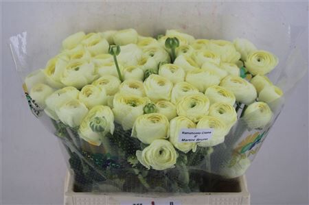 Ran Cloni Ex Commedia