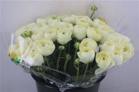 Ran Cloni Ex Commedia