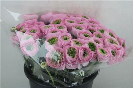 Ran Cloni Ex Confetto San Mauro