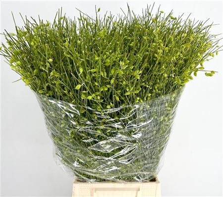 Ginster Berry Green P Bunch