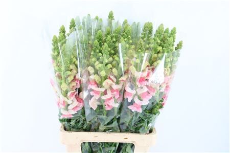 Antir Overig Apple Blossom