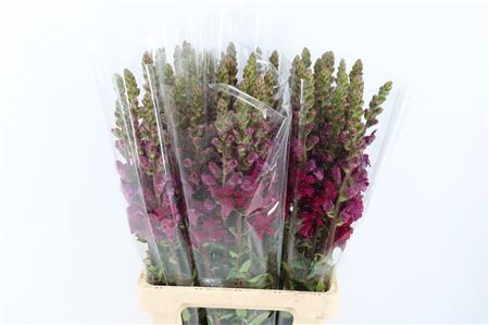 Antir Overig Bordeaux