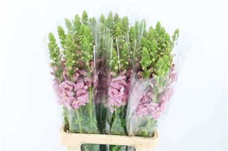 Antir Overig Lavender