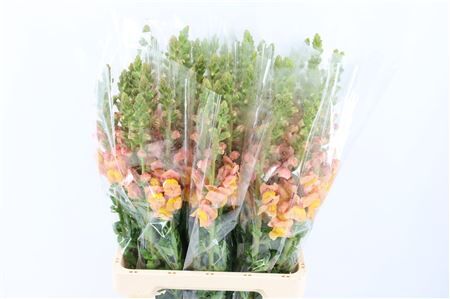 Antir Overig Light Orange