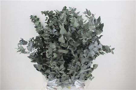 Pres Euca Stuartiana Groen Bunch