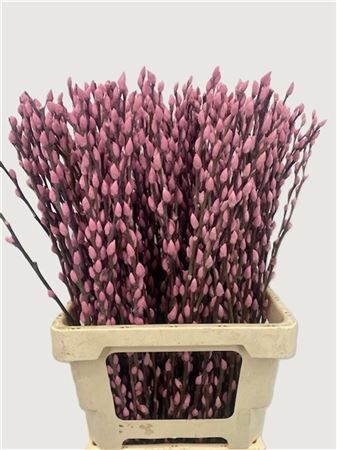 Salix Wilgenkatjes L Pink 70cm P Stem