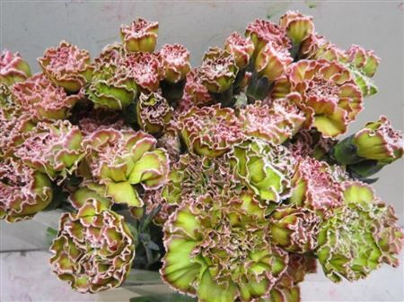 Di St G Hortensia