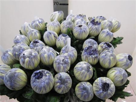 Chr G Antonov Butterfly