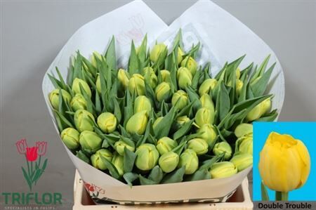 Tu Du Double Trouble