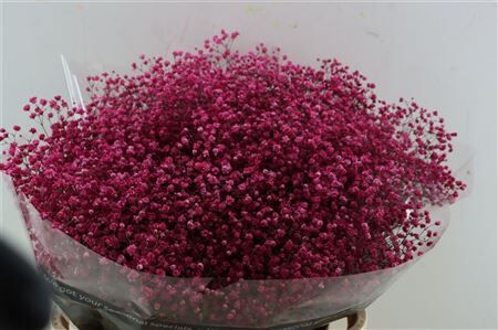 Gyps Grof Fuchsi (dip)