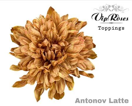 Chr G Antonov Latte
