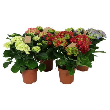 Hydr M Gemengd 7-8 Kop