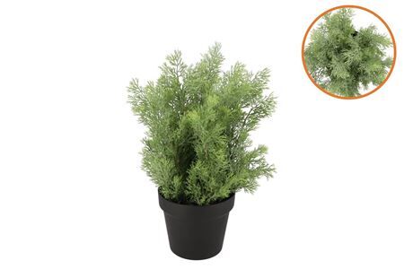 Silk Cypress Green In Pot M 23x23x30cm Nm
