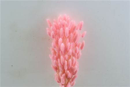 Dried Lagurus X5 Bl Light Pink Bunch
