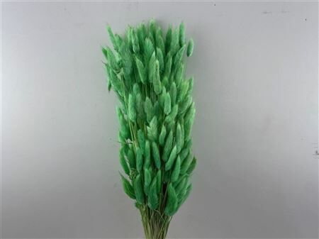 Dried Lagurus Bl Light Green Bunch