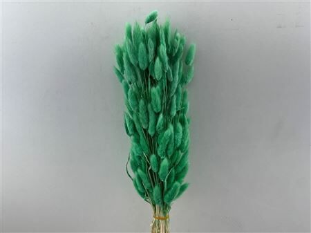 Dried Lagurus Bl Mint Green Bunch