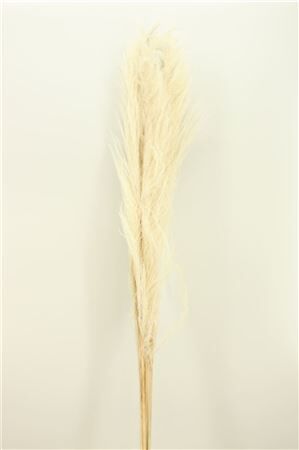 Dried Cortaderia 160cm Bleached (5pcs) Bunch