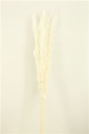 Dried Cortaderia Dadang 120cm Bleached Stem