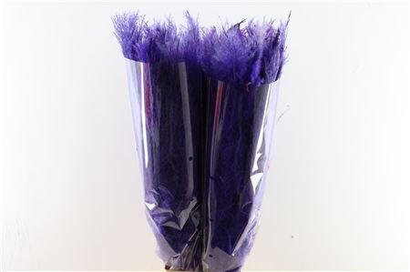 Dried Cortaderia Dadang Lilac 120cm P Stem