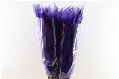 Dried Cortaderia Dadang Lilac 120cm P Stem