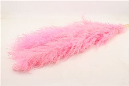 Dried Cortaderia Dadang Soft Pink 140cm P Stem