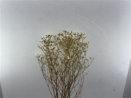 Dried Limon Diamond White Bunch