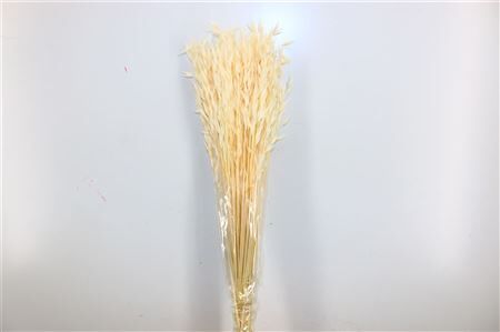 Pres Avena Sativa Semi Bleached Bunch