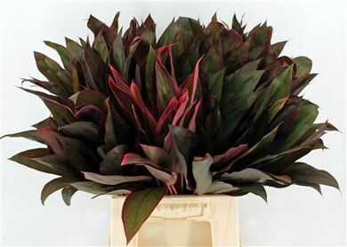 Cordyline Frut Royal Red 52cm