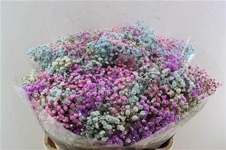 Gyps Pa. Rainbow Barbie