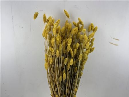Dried Phalaris X5 Yellow Bunch