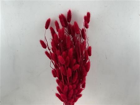 Dried Lagurus X5 Bl Red Bunch