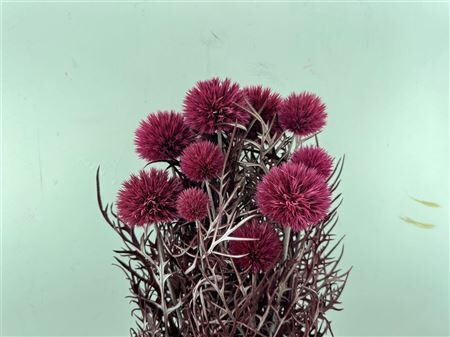 Pres Echinops 10pc Dark Pink Bunch