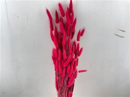 Dried Lagurus Cerise Bunch