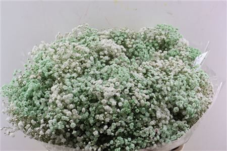 Gyps Pa. Rainbow White / Mint Green.